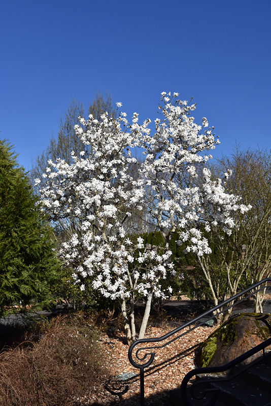 Royal Star Magnolia (Magnolia stellata 'Royal Star') at Weston Nurseries