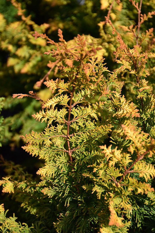 Fernspray Gold Falsecypress (Chamaecyparis obtusa 'Fernspray Gold') at Weston Nurseries