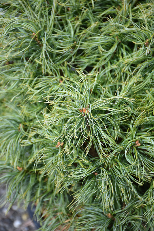 Mini Twists White Pine (Pinus strobus 'Mini Twists') at Weston Nurseries