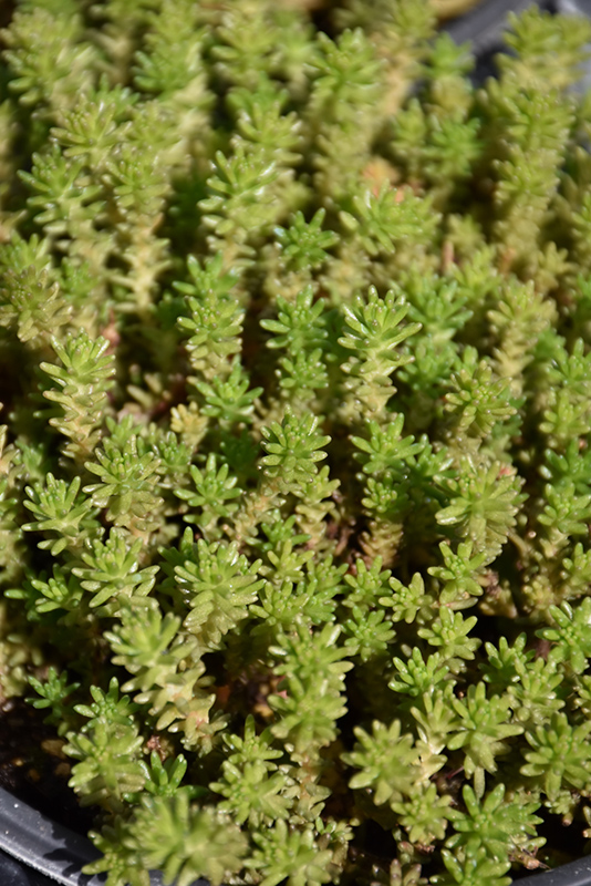 Six Row Stonecrop (Sedum sexangulare) at Weston Nurseries