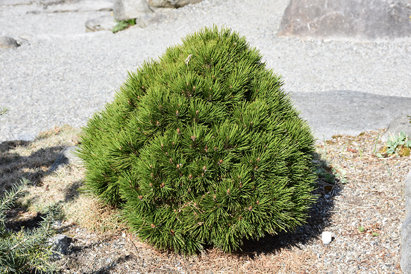 Smidt's Bosnian Pine (Pinus heldreichii 'Smidtii') at Weston Nurseries