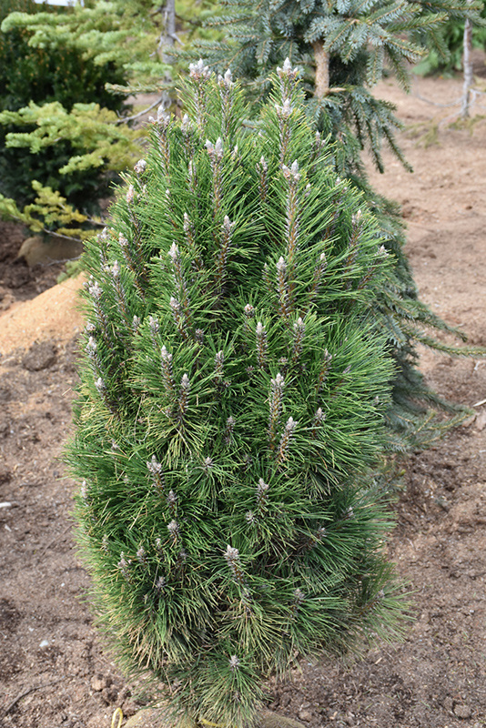 Frank's Austrian Pine (Pinus nigra 'Frank') at Weston Nurseries