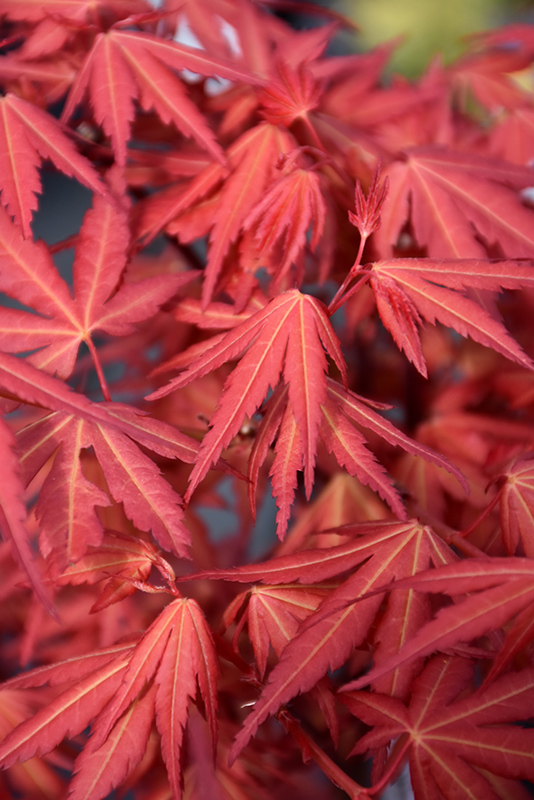 First Flame Maple (Acer 'IslFirFl') at Weston Nurseries