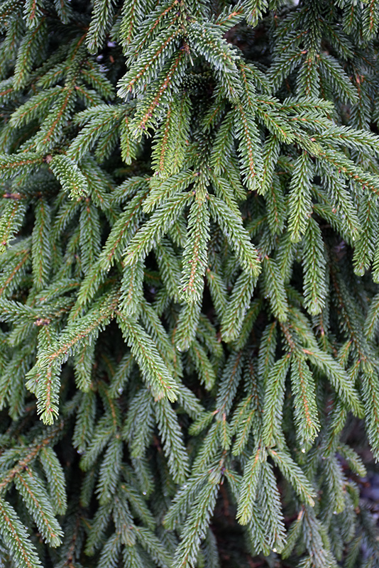 Atrovirens Oriental Spruce (Picea orientalis 'Atrovirens') at Weston Nurseries