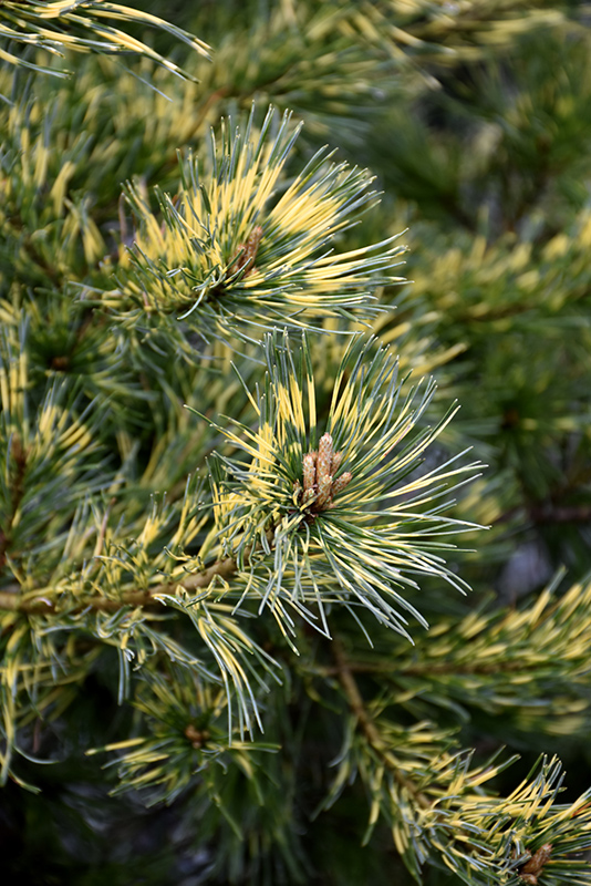 Ogon Janome Japanese White Pine (Pinus parviflora 'Ogon Janome') at Weston Nurseries