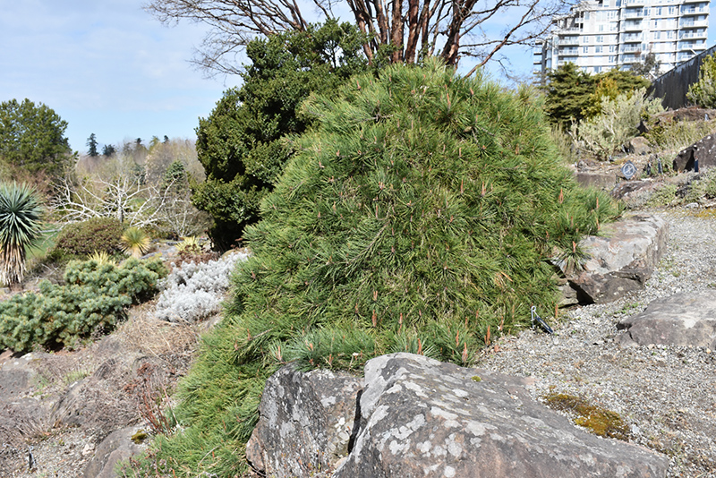 Weeping Japanese Red Pine (Pinus densiflora 'Pendula') at Weston Nurseries