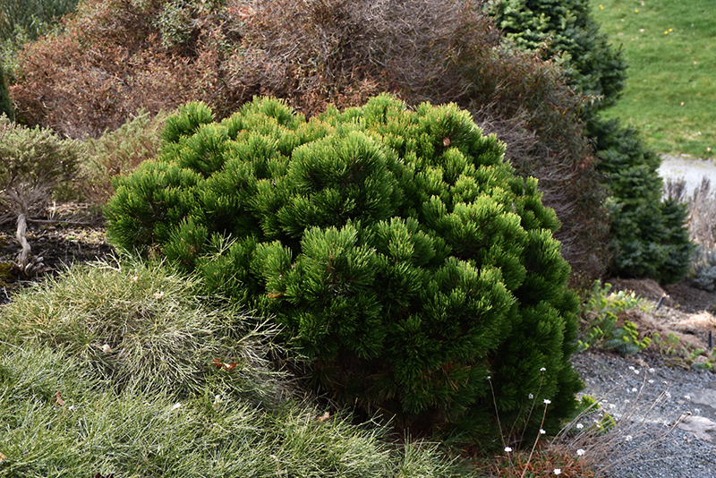 Smidt's Bosnian Pine (Pinus heldreichii 'Smidtii') at Weston Nurseries