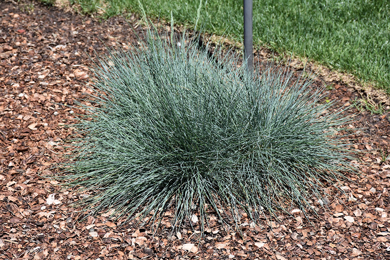 Cool As Ice Blue Fescue (Festuca glauca 'Cool As Ice') at Weston Nurseries