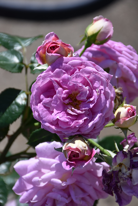 Arctic Blue Rose (Rosa 'WEKblufytirar') at Weston Nurseries