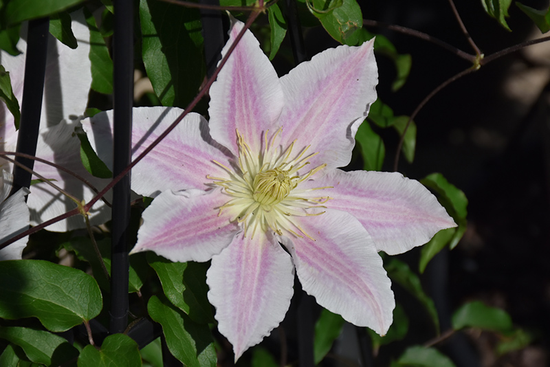 Vancouver Cotton Candy Clematis (Clematis 'Vancouver Cotton Candy') at Weston Nurseries