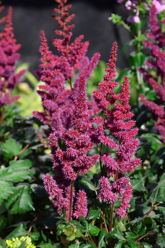Visions in Red Chinese Astilbe (Astilbe chinensis 'Visions in Red') at Weston Nurseries