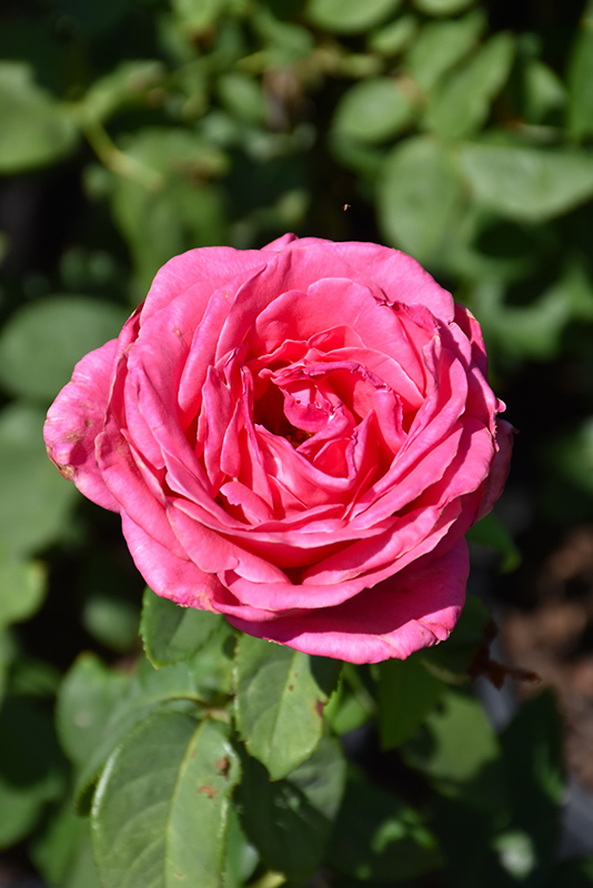 Perfume Delight Rose (Rosa 'Perfume Delight') at Weston Nurseries