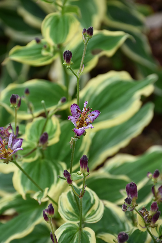 Samurai Toad Lily (Tricyrtis formosana 'Samurai') at Weston Nurseries