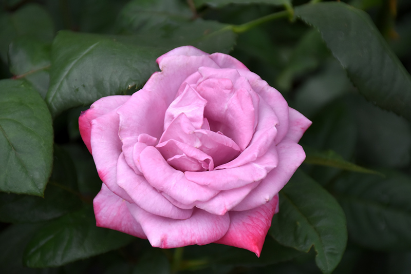 Paradise Rose (Rosa 'Paradise') at Weston Nurseries