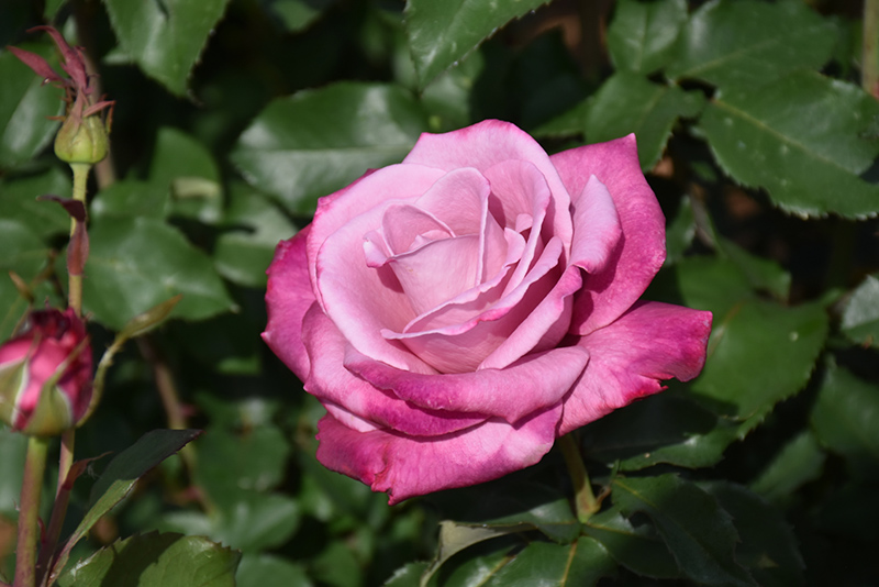 Fragrant Plum Rose (Rosa 'Fragrant Plum') at Weston Nurseries