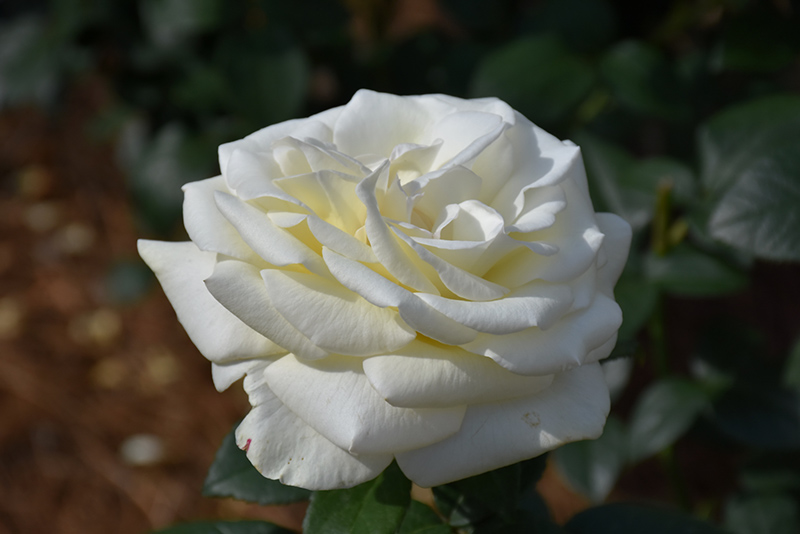 Sugar Moon Rose (Rosa 'WEKmemolo') at Weston Nurseries
