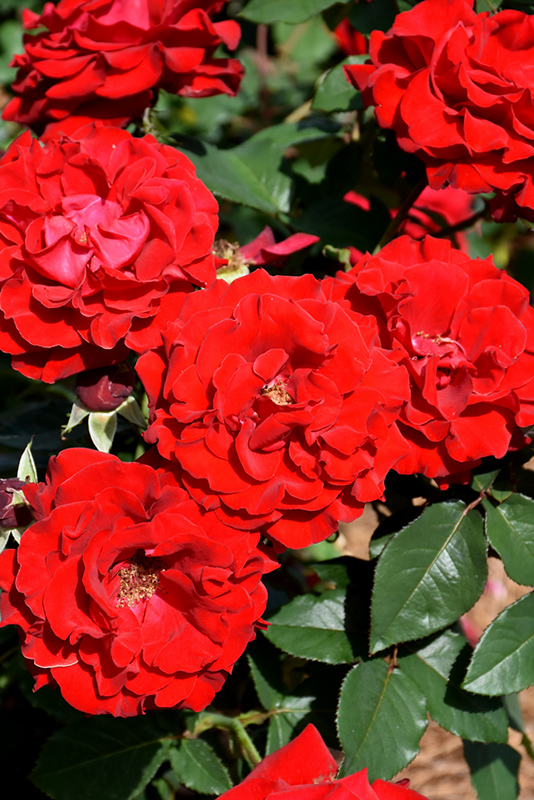 Oh My! Rose (Rosa 'WEKcisfribo') at Weston Nurseries