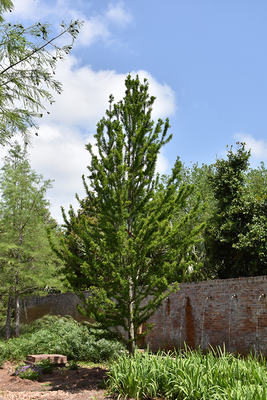 Peve Minaret Baldcypress (Taxodium distichum 'Peve Minaret') at Weston Nurseries
