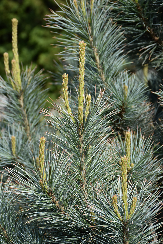 Pacific Blue Macedonian Pine (Pinus peuce 'Pacific Blue') at Weston Nurseries