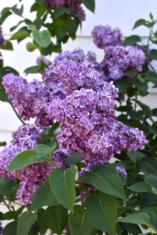 Virtual Violet Lilac (Syringa 'Bailbridget') at Weston Nurseries
