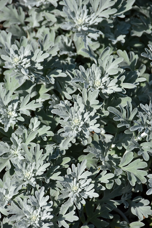 Silver Brocade Artemesia (Artemisia stelleriana 'Silver Brocade') at Weston Nurseries