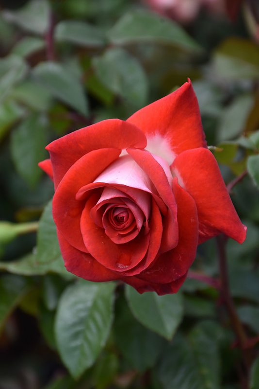 Smokin' Hot Rose (Rosa 'WEKmopaga') at Weston Nurseries