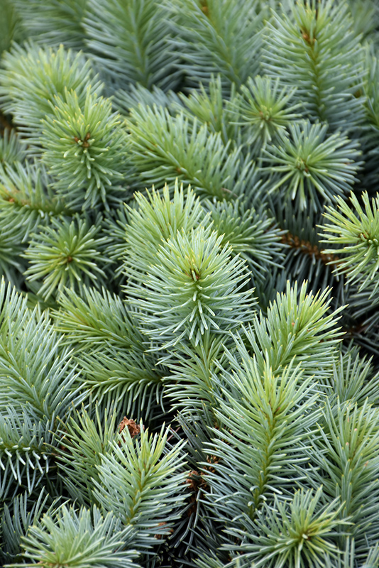 Christina Miniature Blue Spruce (Picea pungens 'Christina') at Weston Nurseries