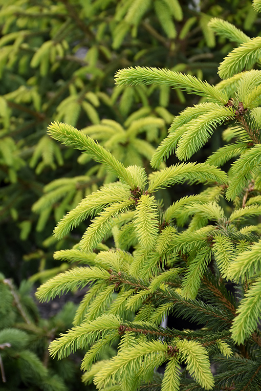 The Limey Norway Spruce (Picea abies 'The Limey') at Weston Nurseries