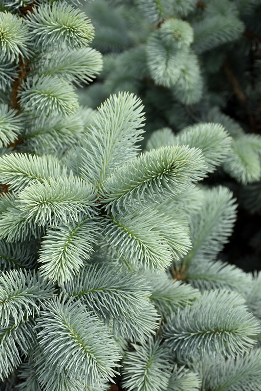 Hoopsii Blue Spruce (Picea pungens 'Hoopsii') at Weston Nurseries