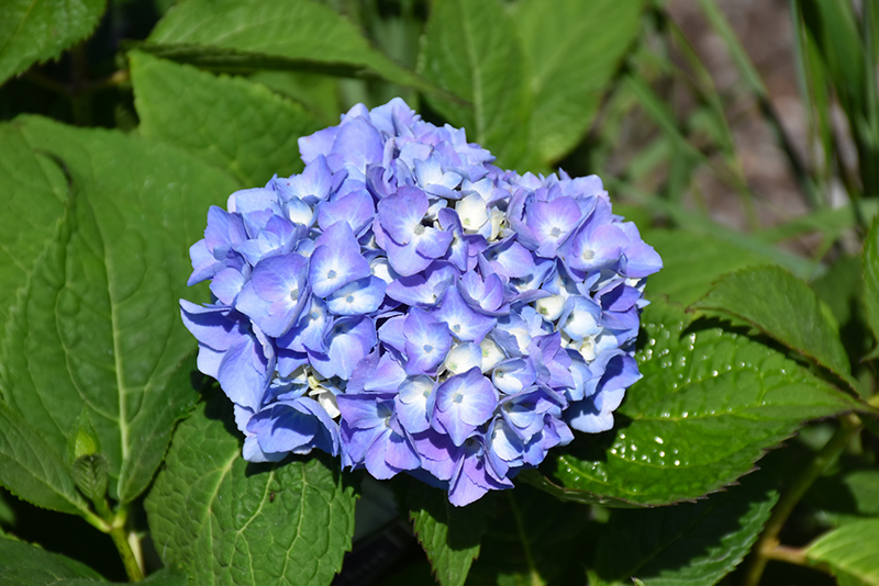 Nantucket Blue Hydrangea (Hydrangea macrophylla 'Grenan') at Weston Nurseries