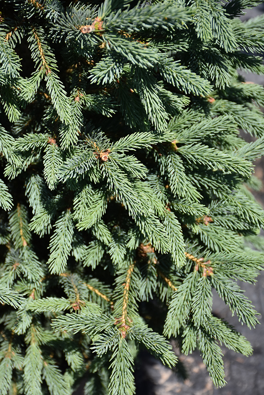 Blue Tear Drop Black Spruce (Picea mariana 'Blue Tear Drop') at Weston Nurseries