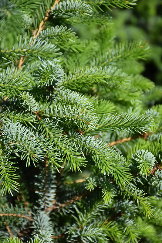 Silver Blue Serbian Spruce (Picea omorika 'Silberblue') at Weston Nurseries