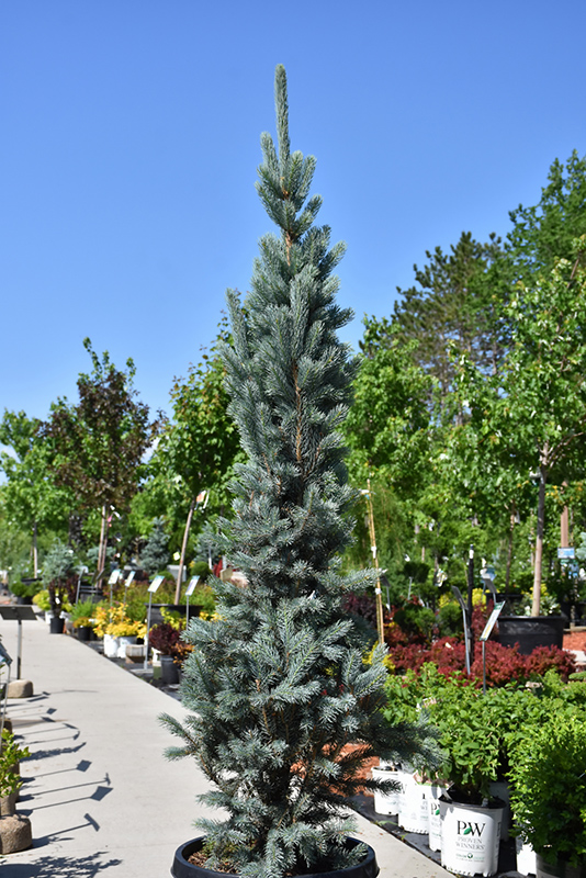 Blue Totem Spruce (Picea pungens 'Blue Totem') at Weston Nurseries