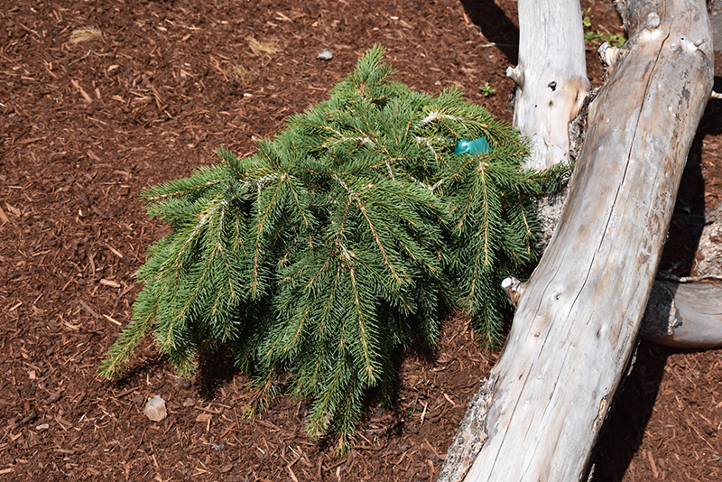 Formanek Norway Spruce (Picea abies 'Formanek') at Weston Nurseries