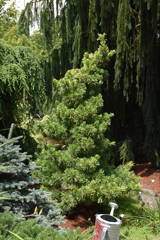 Goldilocks White Pine (Pinus parviflora 'Goldilocks') at Weston Nurseries