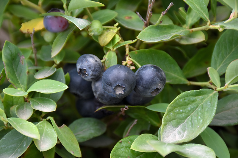 Bountiful Blue Blueberry (Vaccinium corymbosum 'FLX-2') at Weston Nurseries