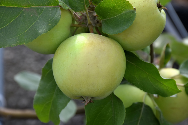 Lodi Apple (Malus 'Lodi') at Weston Nurseries