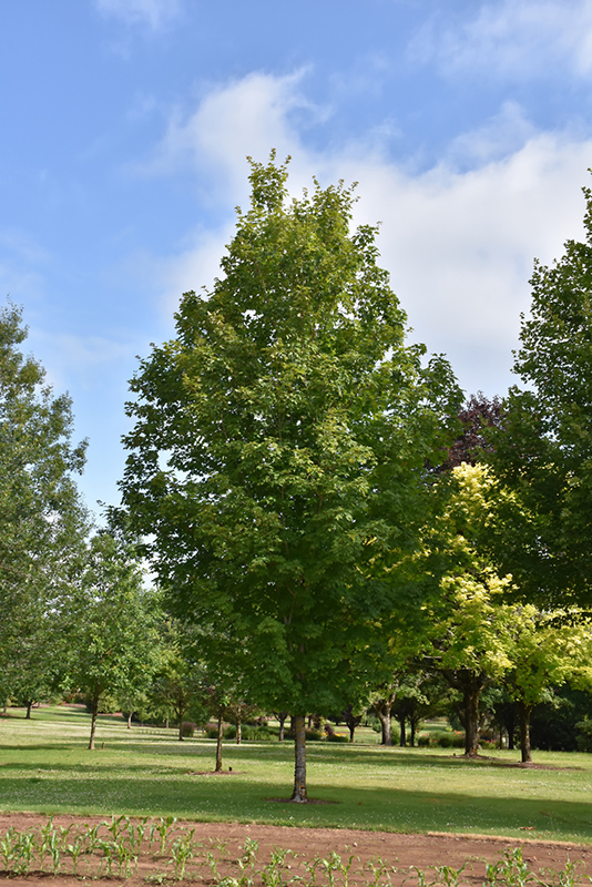 Autumn Fest Sugar Maple (Acer saccharum 'JFS-KW8') at Weston Nurseries