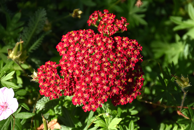 Red Velvet Yarrow (Achillea millefolium 'Red Velvet') at Weston Nurseries