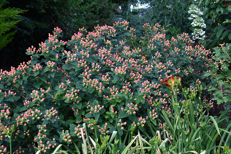 FloralBerry Rosé St. John's Wort (Hypericum x inodorum 'KOLROS') at Weston Nurseries