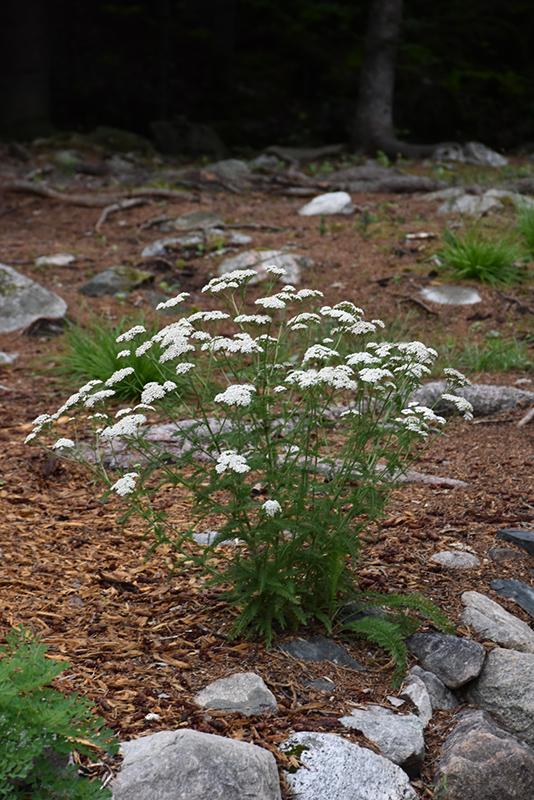 Common Yarrow (Achillea millefolium) at Weston Nurseries