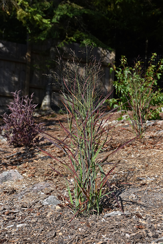 Hot Rod Switch Grass (Panicum virgatum 'Hot Rod') at Weston Nurseries