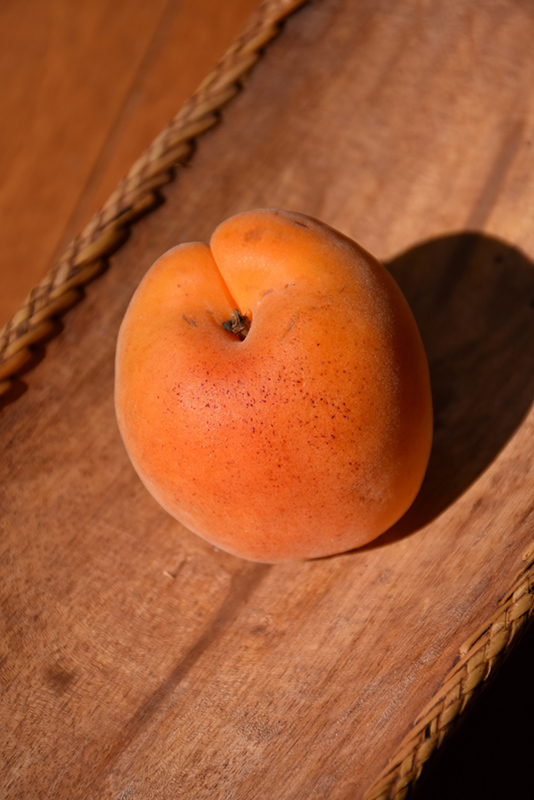 Goldcot Apricot (Prunus armeniaca 'Goldcot') at Weston Nurseries