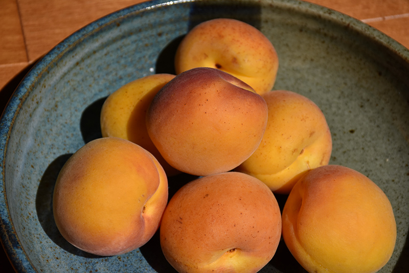 Tomcot Apricot (Prunus armeniaca 'Tomcot') at Weston Nurseries