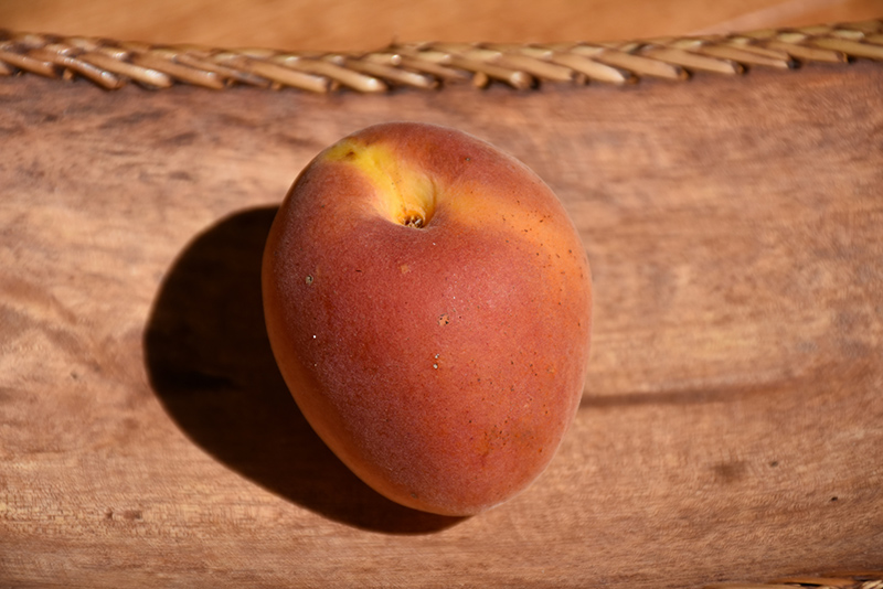 Goldbar Apricot (Prunus armeniaca 'Goldbar') at Weston Nurseries