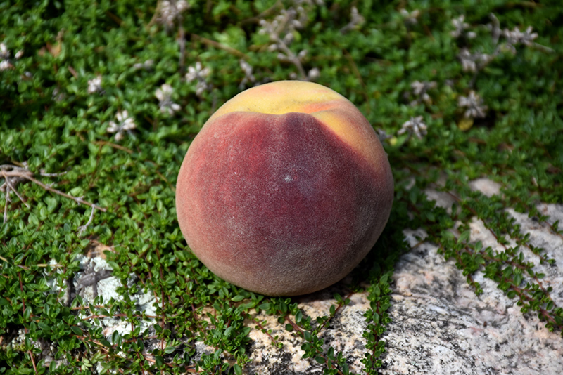Bonanza Peach (Prunus persica 'Bonanza') at Weston Nurseries