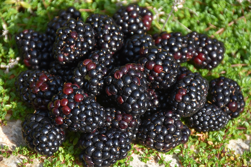 Black Satin Blackberry (Rubus Black Satin) at Weston Nurseries