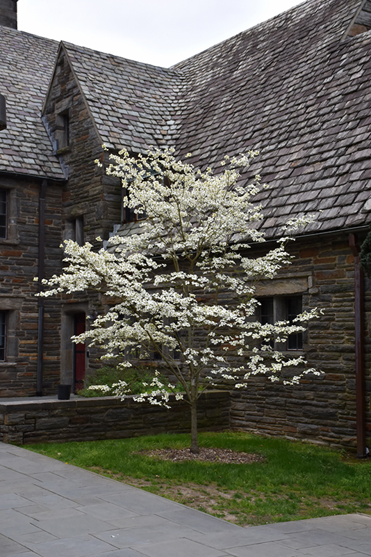 Appalachian Spring Flowering Dogwood (Cornus florida 'Appalachian Spring') at Weston Nurseries