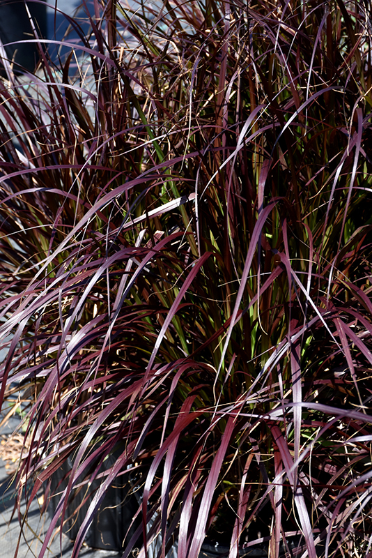 Purple Fountain Grass (Pennisetum setaceum 'Rubrum') at Weston Nurseries