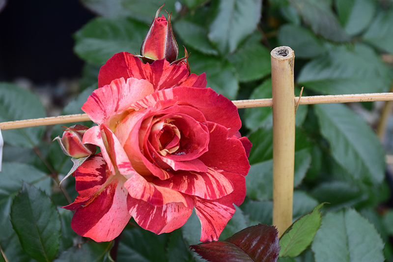 Tropical Lightning Rose (Rosa 'ORAlodsem') at Weston Nurseries